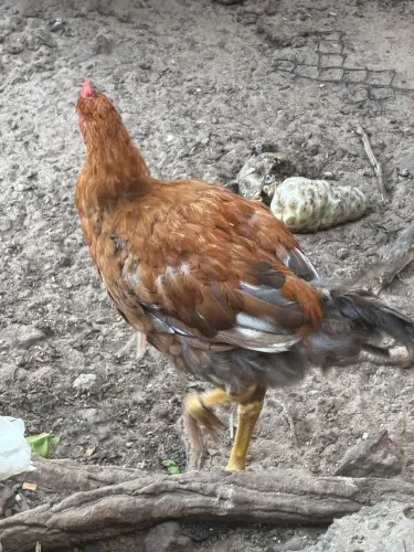 Frango GSB