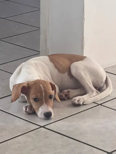 Cadela para doação