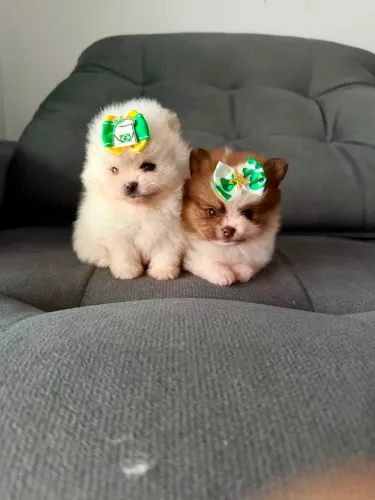 Lindas Fêmeas De Spitz Alemão Anão