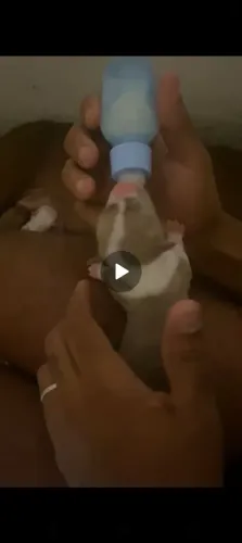 Pitmonster