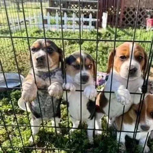 Beagle,Beagle Filhote Estrutura Perfeita Disponível