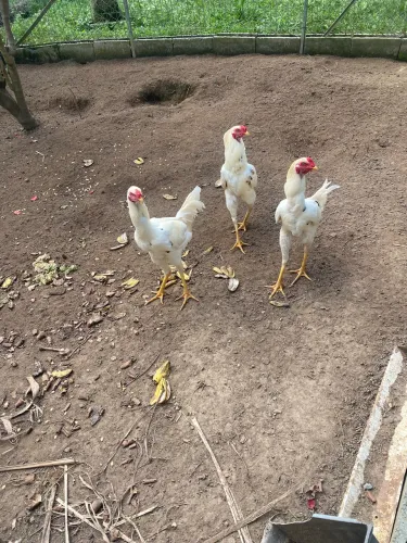 Galos pingo d?água