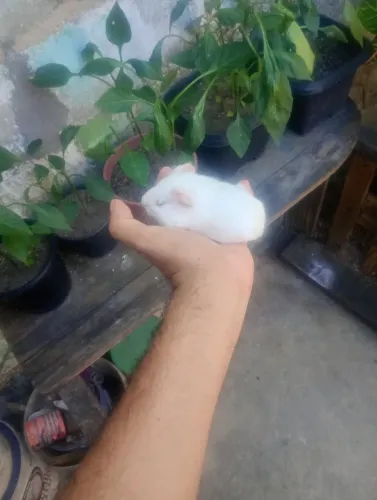 Porquinho da índia macho filhote