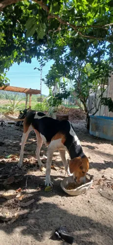 Foxhoud americana pura
