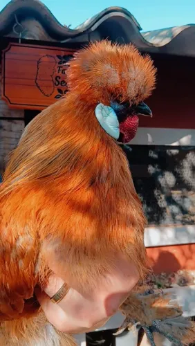 GALO RAÇA SEDOSA À VENDA