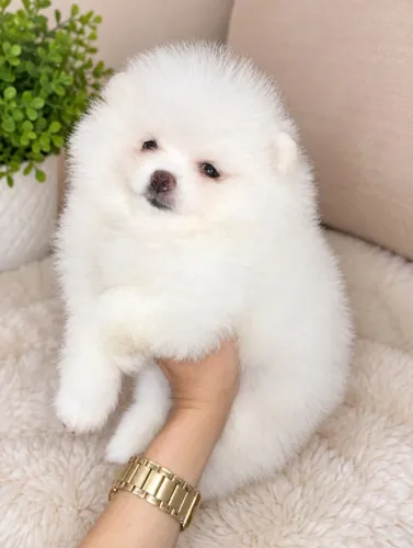 Brilhante spitz