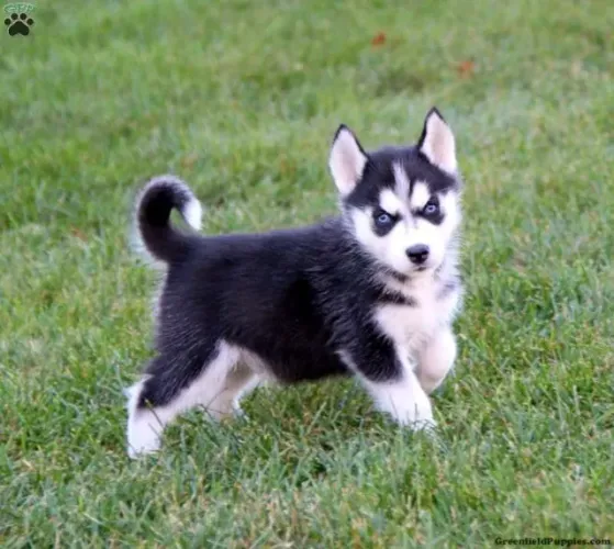 Filhotes de Husky Siberiano | Seu próximo companheiro pode estar aqui!