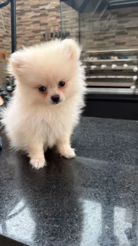 Cachorro Lulu da Pomerania lindo e bem cuidado, últimos.