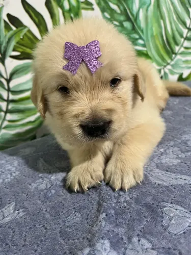 Golden retriever europeu pedigree