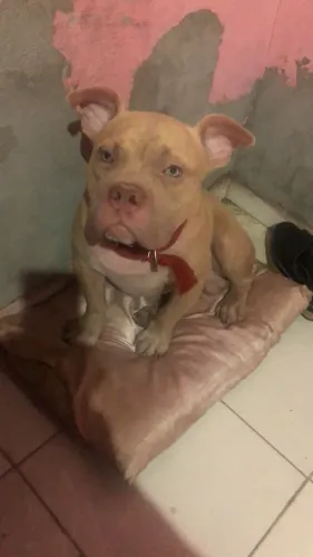 Cachorro pra cobertura América Bully