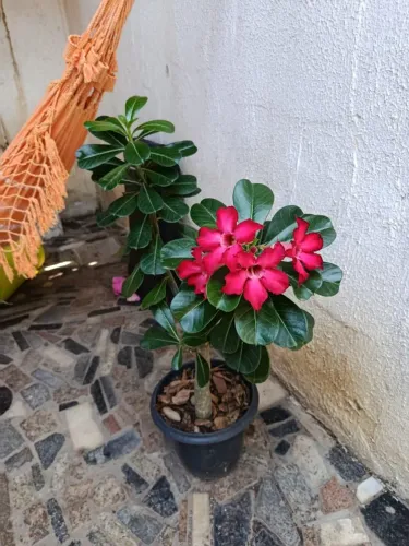 Rosa do deserto já produzindo lindas flores vermelhas, linda, para decorar seu ambiente