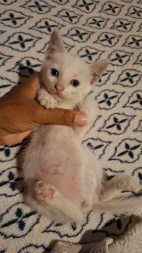 3 gatinhos para adoção ?