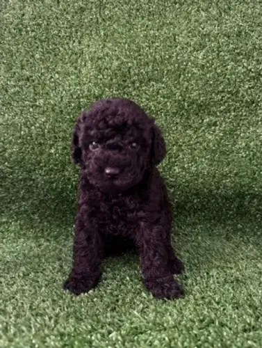 Pincher poodle preto legítimo pêlo de ovelha zap 85 99629.3794