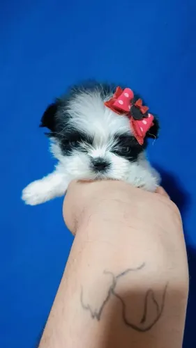 Shitzu Miniatura