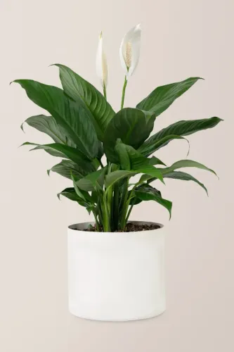 Muda de Lírio-da-paz (Flor branca de meia-sombra)