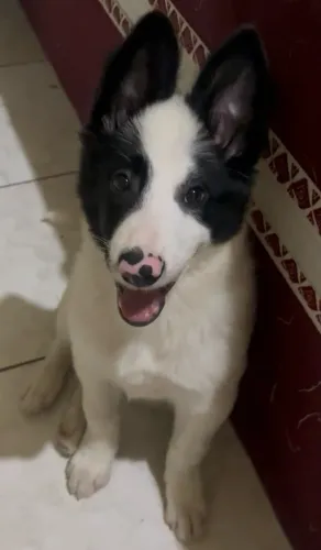 Border collie