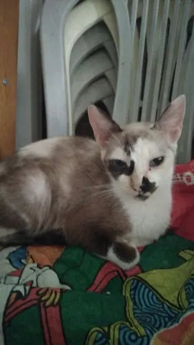 Gata para doação 