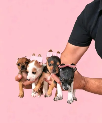 Pinscher mini de verdade 