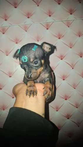 Filhotes de Pinscher 0