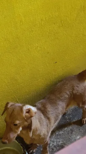 Doação Casal de cachorro  raca Dachshund