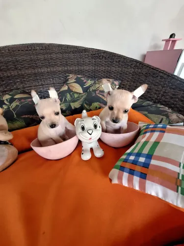 Minúsculos filhotes de Pinscher 00 de verdade cor rara com garantia raridade de encontrar!