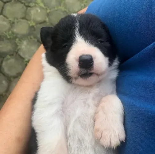 Filhotes de Border Collie | Uma amizade que começa com um olhar.