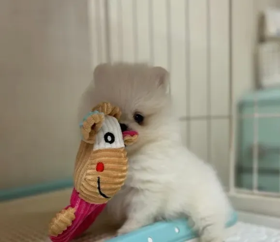 Cachorro Lulu da Pomerania filhote de alto padrao com primeira vacina