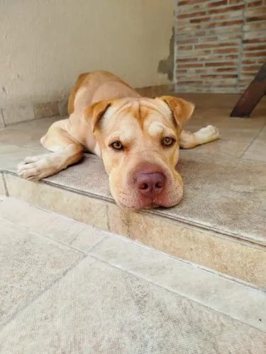 CÃO PARA DOAR *