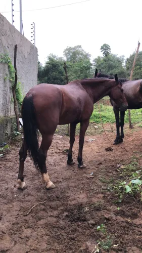 Cavalo de montada 