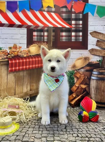 Husky Branca