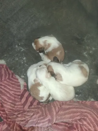 Vende-se filhote de cachorro shih-tzu macho raça pura com 22 duas de nascido