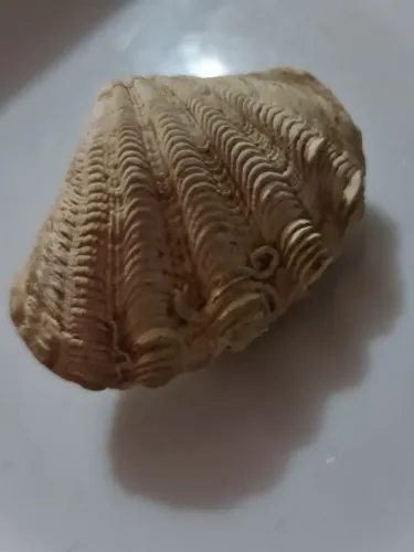 Concha Bivalves. Rara. Cod 17