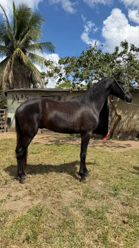 Potro mangalarga marchador