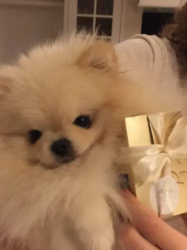 Lulu da Pomerânia ursinho