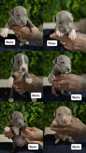 Filhotes de Pit Monster