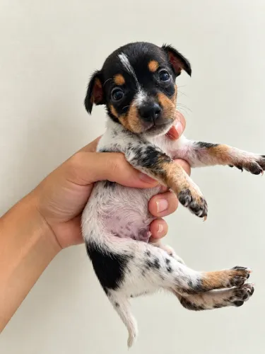 Pinscher Macho e Femea