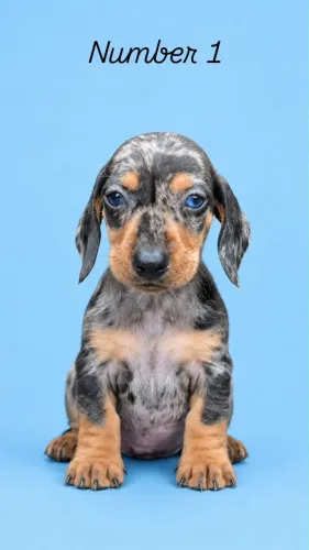 Dachshund machos 