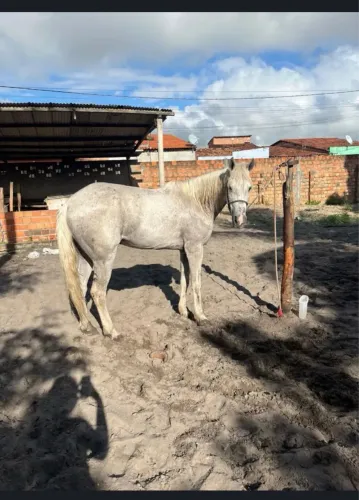 Cavalo mangalarga
