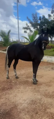 Cavalo preto Quarto de Milha