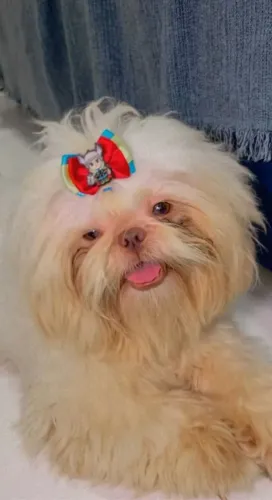 Shih tzu exótico branco olhos claros