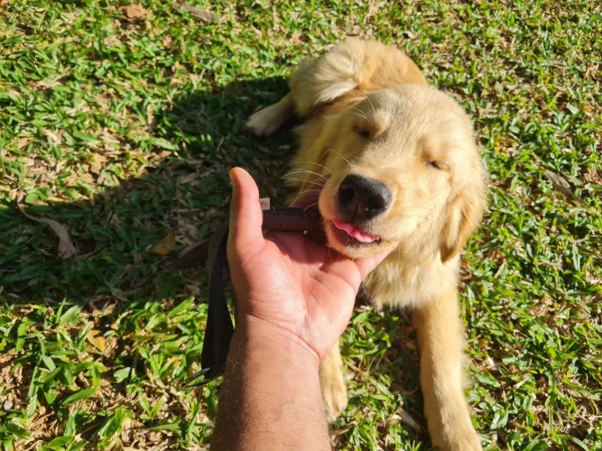 Golden Retriever macho 5 meses