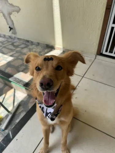 Adoção Responsável: Bob, um cãozinho dócil, brincalhão e cheio de amor!