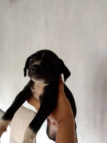 cachorro macho vira lata filhote