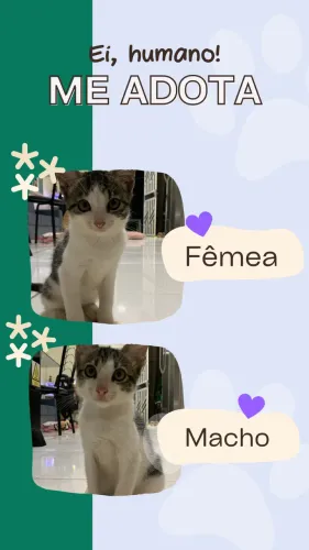 DOAÇÃO DE GATOS