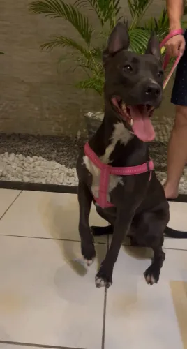 Pitbull fêmea