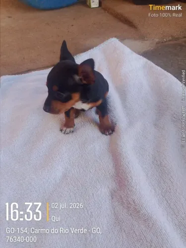 Pinscher 