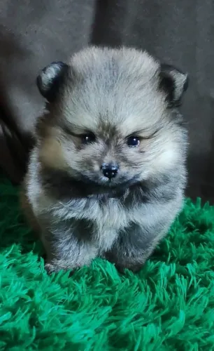 Filhote Macho de Lulu 2.000