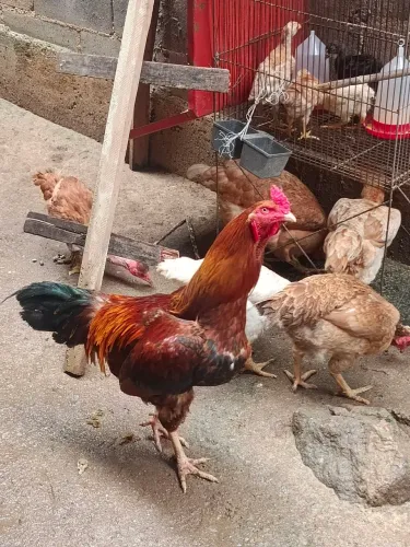 Galo pra venda