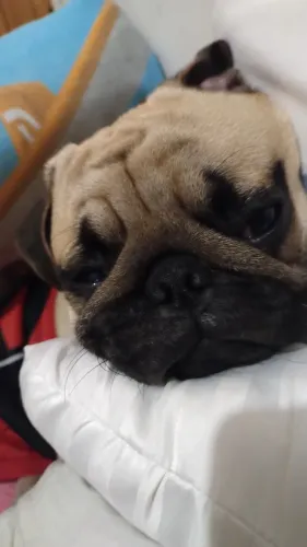 FILHOTE DE PUG MACHO 11 MESES