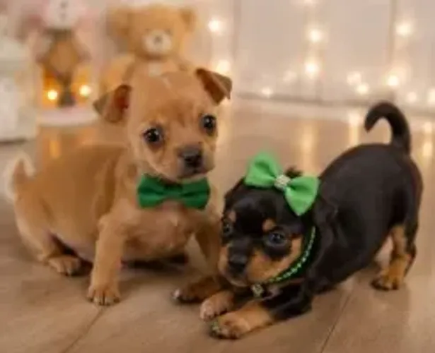 Bebezinho Pinscher/Pincher/Pinsher/Pintier carinhosos e muito companheiros